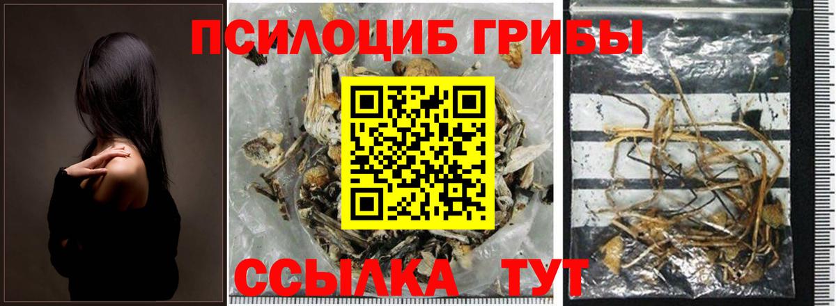 Псилоцибиновые грибы Psilocybe Сегежа